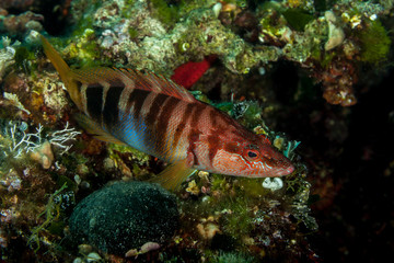 Obraz na płótnie Canvas The painted comber, Serranus scriba is a subtropical marine fish, classified in family Serranidae