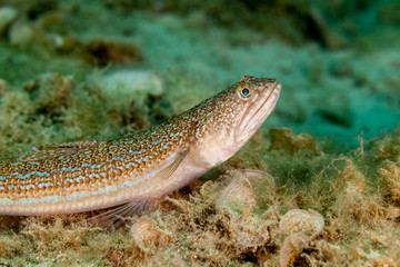 The Atlantic lizardfish, Synodus saurus, is a species of lizardfish that primarily lives in the Eastern Atlantic