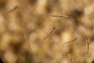 Krill are small crustaceans of the order Euphausiacea, and are found in all the world's oceans