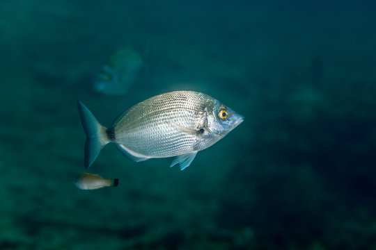 The sargo or white seabream, Diplodus sargus is a species of seabream