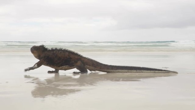 Galapagos Marine Iguana walking on Tortuga bay. Male Marine iguana on beach on Santa Cruz Island, Galapagos Islands. Animals, wildlife and beautiful nature landscape in Ecuador, South America.