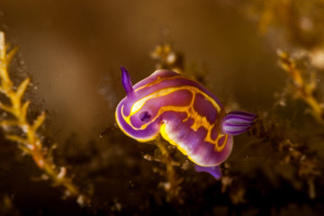 Nudibranch on sea grass, Felimida britoi, Chromodoris britoi