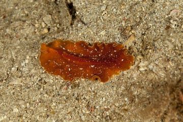 Flatworm, Dalmatia, Croatia