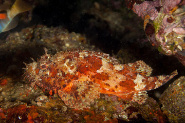 Fototapeta na wymiar Red scorpionfish, Scorpaena scrofa