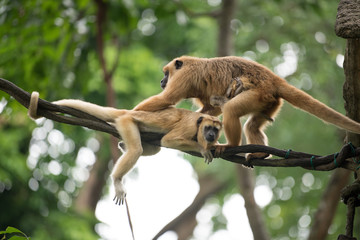 family monkeys on a creeper