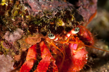 Big red hermit crab, Dardanus calidus