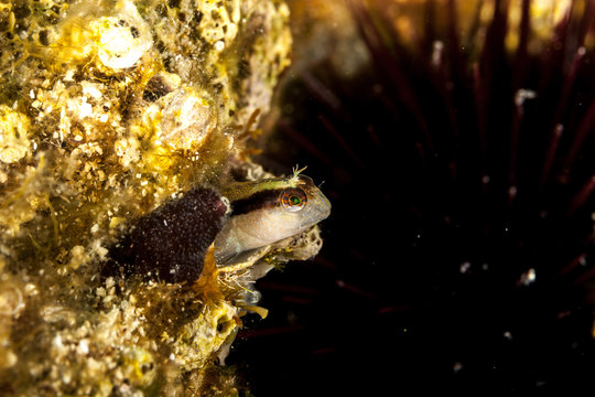 Longstriped blenny in hole, Parablennius rouxi