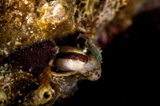 Longstriped blenny in hole, Parablennius rouxi