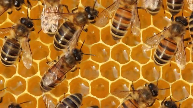 Each bee does some work. Now bees take nectar from honeycombs to transform it into honey.