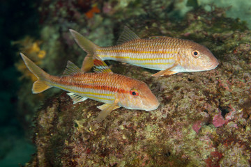 Striped red mullet or surmullet, Mullus surmuletus