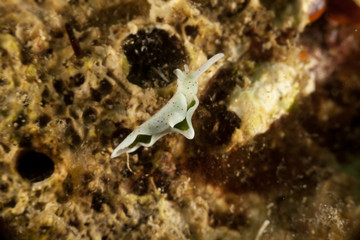 Sap-sucking slug, Elysia timida