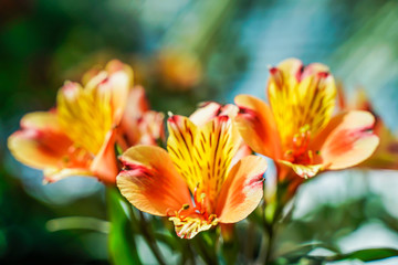 Yellow wild flowers, morning light, bright colors, bright close-up