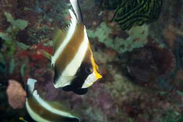 Threeband pennantfish, threeband bannerfish or pennant bannerfish, Heniochus chrysostomus