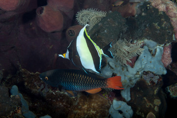 Obraz premium Moorish idol, Zanclus cornutus