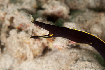 Black Ribbon Eel (juvenile) - Rhinomuraena quaesita