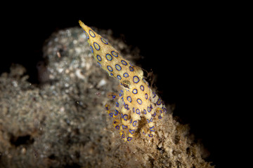 Greater Blueringed Octopus Hapalochlaena lunulata