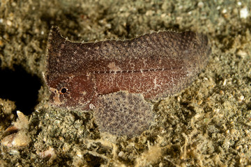 Spiny Waspfish, Indian Ocean Waspish - Ablabys macracanthus