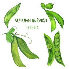 Green peas in watercolor on a white background.