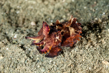 Flamboyant Cuttlefish, Metasepia pfefferi