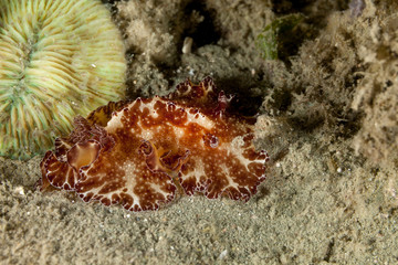 Sea slug, Discodoris boholiensis,known commonly as the Bohol discodoris