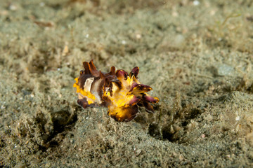 Flamboyant Cuttlefish, Metasepia pfefferi