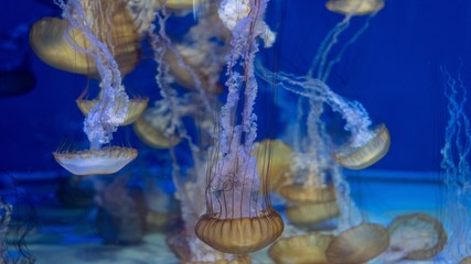 jellyfish in aquarium