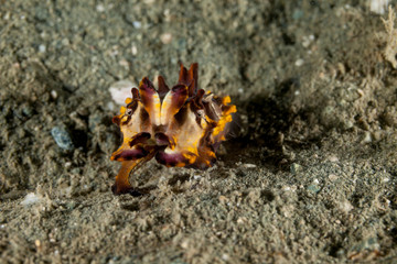 Flamboyant Cuttlefish, Metasepia pfefferi