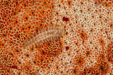 Sea Cucumber Scale Worm, Gastrolepidia clavigera, crawling on its host