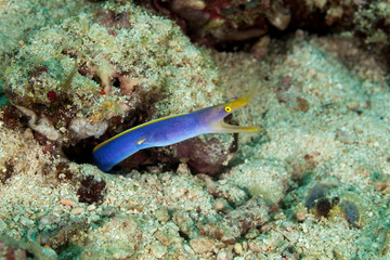 BlueRibbon Eel (male) - Rhinomuraena quaesita
