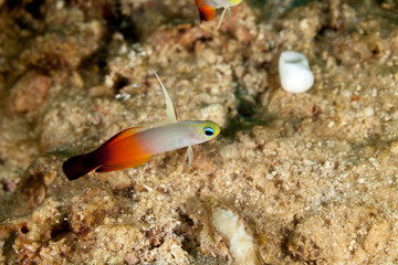 Fire Goby, Fire Fish, Fire Dartfish, or Red Fire Goby, Nemateleotris magnifica