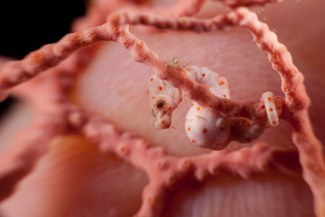 Pregnant Hippocampus denise, also known as Denise's pygmy seahorse © GeraldRobertFischer