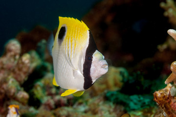 Fototapeta na wymiar Teardrop butterflyfish, Chaetodon unimaculatus