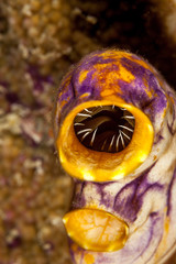 Sea squirt, tunicate, or ascidian living on the reef