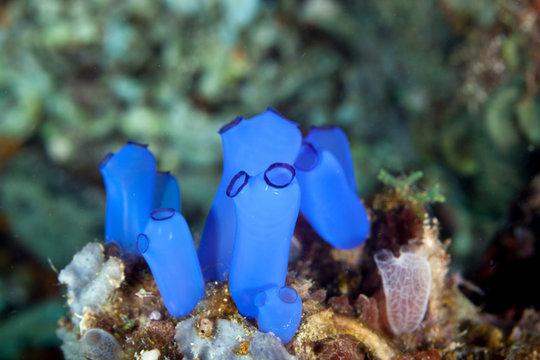 Sea squirts, tunicates, or ascidians living on the reef