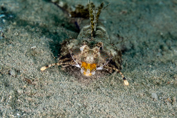 Fingered dragonet, Dactylopus dactylopus