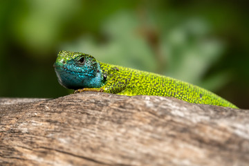 Male of green lizard Lacerta viridis on a tree trunk