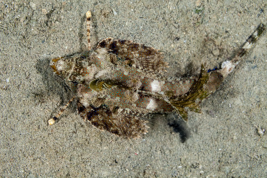 Fingered dragonet, Dactylopus dactylopus