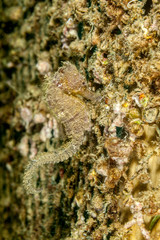 Seahorse Hippocampus taeniopterus