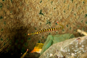 Obraz na płótnie Canvas Yellowbanded Pipefish, Dunckerocampus pessuliferus