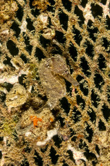 Seahorse Hippocampus taeniopterus