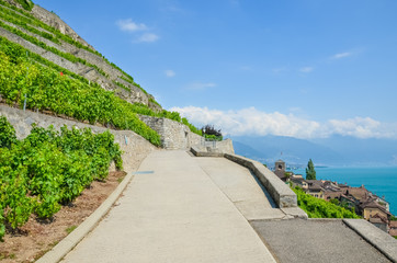 Beautiful scenic path along terraced vineyards on slopes by Lake Geneva, Switzerland. Lavaux wine region, UNESCO Heritage. Green vineyard on hill. Saint Saphorin village in Swiss Vaud in background