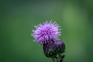 Detail of violet thistle blossom. Blurred background,