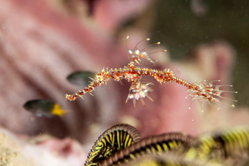 The ornate ghost pipefish or harlequin ghost pipefish, Solenostomus paradoxus