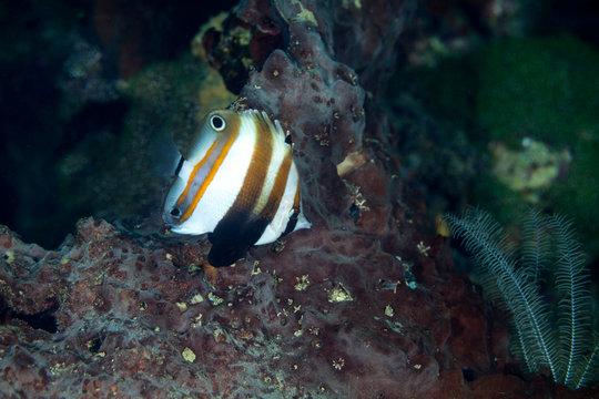Twospot coralfish, Coradion melanopus
