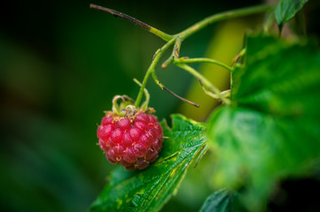 Detail of raspberry in forest.