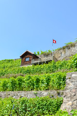 Green terraced vineyards on hills by Geneva Lake in famous Lavaux wine region, Switzerland. UNESCO Heritage. Green vineyard on slope. Swiss flag waving. Switzerland summer. Winemaking, winery