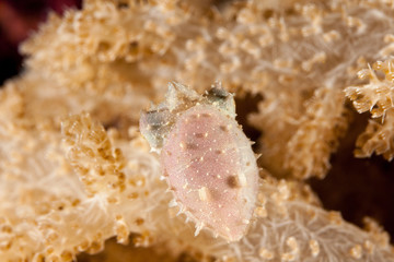 Pygmy or Stumpy spined cuttlefish, Sepia bandensis