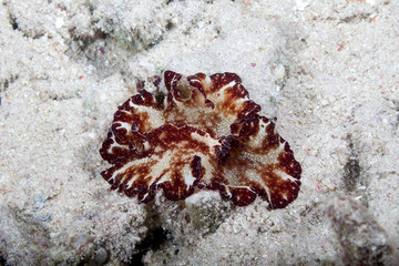 Sea slug, Discodoris boholiensis,known commonly as the Bohol discodoris