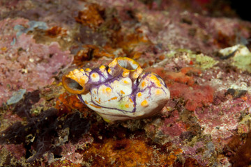 Sea squirt, tunicate, or ascidian living on the reef