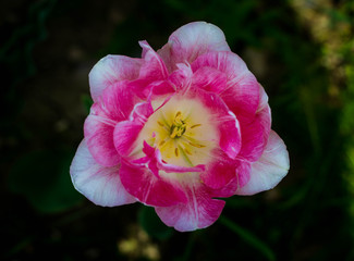 White pink Tulip with a yellow center on a background of green grass. Close up. Tulip Flaming Purissima